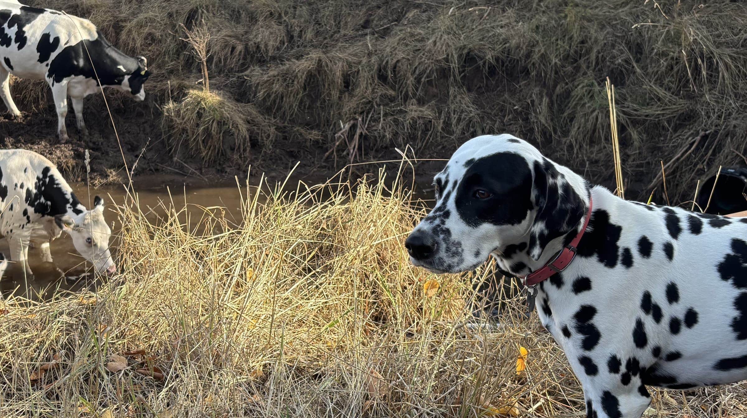 A dog outdoors wearing a handmade Constroll collar